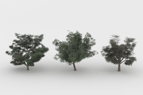 森田の森　（speed treeで木を作りました）