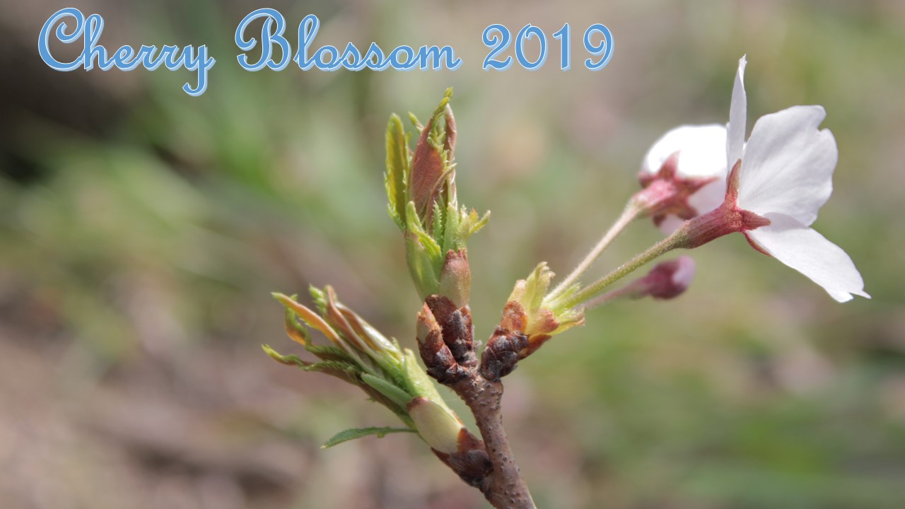 Cherry Blossom　2019
